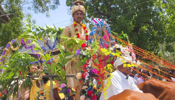 दिखी पुरानी संस्कृति की झलक: बैलगाड़ी में बारात लेकर पहुंचा दूल्हा, लोगों ने की सराहना