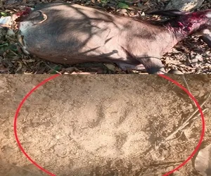 चैतुरगढ़ के जंगल में बाघ की दहशत, ग्रामीणों में खौफ का माहौल, भैंस का शिकार, पदचिन्ह मिलने के बाद वन विभाग सतर्क