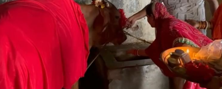 कोरबा में बिना गर्भधारण किए गाय दे रही दूध, लोग मान रहे चमत्कार और कर रहे पूजा