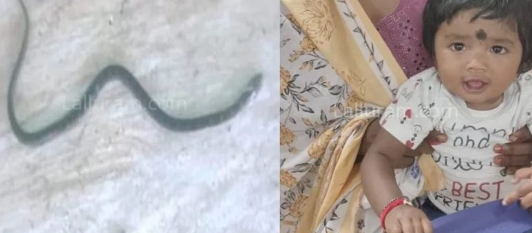 घर में आया करैत, 9 माह की मासूम ने खिलौना समझकर चबा डाला… सांप की मौत, बच्ची सुरक्षित