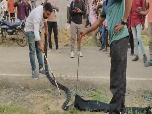 कोरबा में किंग कोबरा का रेस्क्यू, सड़क किनारे मचाया हड़कंप