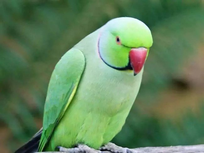 Flight of the Parrot controversy: तोते की खोज में असफलता, घर में मच गया कोहराम
