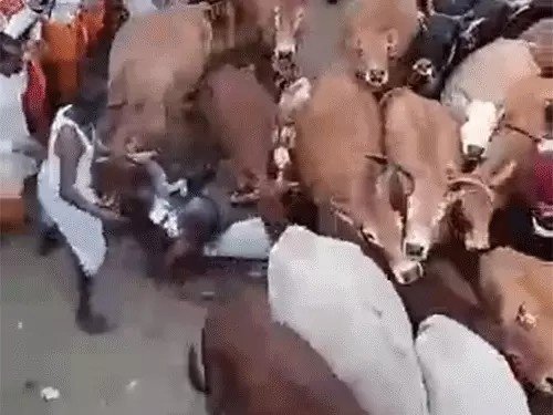 Govardhan Puja: गोवर्धन पूजा में अनोखी परंपरा निभाई गई, गोवंश के नीचे से निकले पुजारी