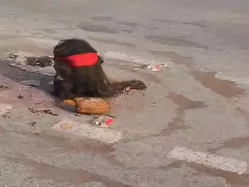 Severed Head case: कटा सिर, नारियल और लाल निशान, रायगढ़ में तंत्र विद्या का शक