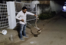 कुदुरमाल गांव में 6 फीट का विशाल कोबरा पकड़ा गया, रेस्क्यू टीम ने जंगल में छोड़ा