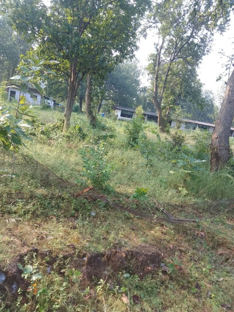 कोरबा में हाथियों का उत्पात: 53 किसानों की धान की फसल बर्बाद
