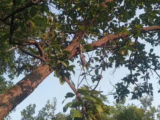 कोरबा में एक माह से लापता युवक का कंकाल जंगल में मिला, आत्महत्या की आशंका