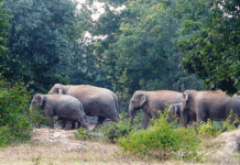 कोरबा में हाथियों का कहर: फसलों और संपत्ति को भारी नुकसान, ग्रामीणों में दहशत का माहौल