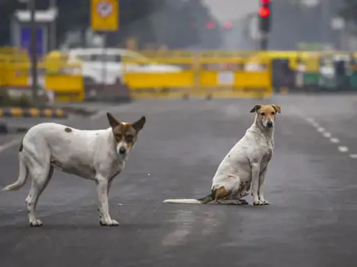 आवारा कुत्तों और पशुओं पर सुप्रीम कोर्ट सख्त, कहा – हाईवे, स्कूल-कॉलेज और अस्पतालों से हटाए जाएं, सभी राज्यों को 3 हफ्ते में रिपोर्ट देने का आदेश
