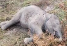 Raigarh Elephant Cub Death : बड़झरिया तालाब में हाथी शावक की मौत, वन विभाग ने की कार्रवाई