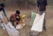 रायगढ़ में किसान के खेत से एक साथ 5 अजगरों का रेस्क्यू, 4 घंटे की मशक्कत के बाद जंगल में छोड़े गए