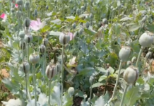 रायगढ़ में अफीम की अवैध खेती का भंडाफोड़: डेढ़ एकड़ में फैली फसल नष्ट, झारखंड कनेक्शन उजागर