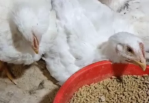 बर्ड फ्लू का कहर: 5 हजार से ज्यादा मुर्गियों की मौत, पोल्ट्री फार्म सील