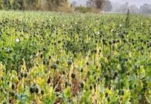 छत्तीसगढ़ में अफीम का ‘काला साम्राज्य’: दुर्ग के बाद अब बलरामपुर में 5 एकड़ में अफीम की खेती, पुलिस ने मारा छापा