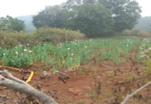 बलरामपुर में फिर मिली अफीम की खेती, कोरंधा क्षेत्र के खजूरी गांव में डेढ़ एकड़ में फसल होने का दावा