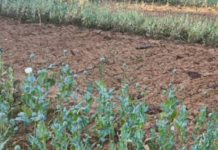 फिर पकड़ी गई अफीम की अवैध खेती, 17 दिन में पांचवां मामला, प्रशासन में हड़कंप