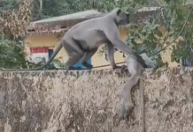 मां का दर्द: मृत बच्चे को सीने से लगाकर भटकती रही लंगूर, भावुक कर देने वाला वीडियो वायरल