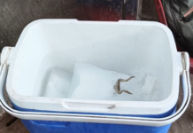 कोरबा में जूस की बर्फ से निकला मरा मेंढक, चौपाटी में मचा हड़कंप