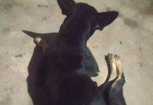 कुत्ते के साथ दरिंदगी का वीडियो वायरल, आरोपी के खिलाफ शिकायत दर्ज