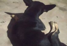 इंसानियत शर्मसार’ बेजुबान dogs’ के साथ अधेड़ ने किया अप्राकृतिक कृत्य, वीडियो वायरल होने के बाद पुलिस की तलाश तेज