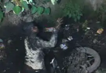 खुले नाले में गिरी बाइक, युवक घायल: कोरबा नगर निगम की लापरवाही उजागर