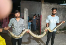 गर्ल्स आईटीआई कॉलेज में घुसा 10 फीट लंबा अजगर, रेस्क्यू टीम ने सुरक्षित पकड़ा