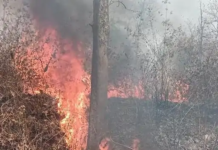 कोरबा: रिसदी की पक्षी नर्सरी में भीषण आग, कई एकड़ में फैले पेड़-पौधे और जीव-जंतु प्रभावित