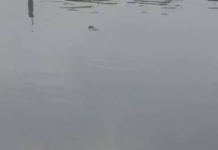 कोरबा में तालाब में युवक की लाश मिलने से सनसनी, पुलिस जांच में जुटी