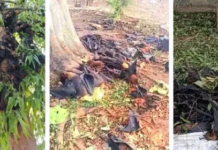 कोरबा/पाली में भीषण गर्मी का कहर: हीट स्ट्रोक से बड़ी संख्या में चमगादड़ों की मौत, जनजीवन प्रभावित