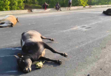 भारतमाला सड़क पर तेज रफ्तार वाहन का कहर, 7 बैलों को कुचला, 5 की मौत