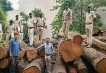 कोरबा में लकड़ी चोरी का बड़ा मामला: पेड़ों की कटाई के बाद लकड़ी अभनपुर भेजी, FIR दर्ज, आरा मिल सील