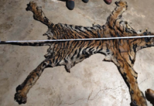 CG Wildlife Crime: दो बाघों की खाल के साथ दो तस्कर गिरफ्तार, पैंगोलिन के शल्क भी बरामद, पुलिस विभाग से जुड़े होने की आशंका
