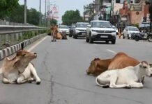CG Road Accident News: छत्तीसगढ़ में सालभर में सड़क हादसों में 6,967 मौतें, हाईकोर्ट ने जताई नाराजगी; पूछा- क्या पुलिस का काम सिर्फ मवेशी हांकना है?