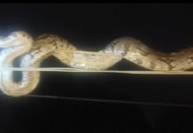 कोरबा में जगन्नाथ रथ यात्रा मेले के दौरान बिजली तार पर चढ़ा 8 फीट का अजगर, वन विभाग ने किया रेस्क्यू