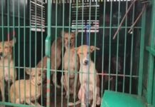 कोरबा: मासूम की मौत के बाद एक्शन में नगर निगम, दादर में आवारा कुत्तों के खिलाफ अभियान, 20 कुत्ते पकड़े