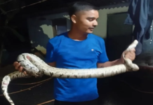 Korba News: लेमरू में घर के पास पहुंचा विशाल अजगर, वन विभाग ने सुरक्षित रेस्क्यू कर जंगल में छोड़ा