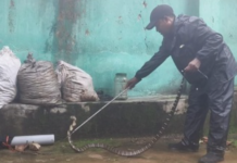 Korba News: घर के बाथरूम में निकला किंग कोबरा, वन विभाग और रेस्क्यू टीम ने सुरक्षित पकड़कर जंगल में छोड़ा