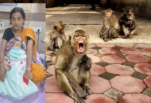 बंदर ने 5 माह के मासूम को पालने से उठाकर पानी से भरे ड्रम में डाला, हालत गंभीर; अस्पताल में भर्ती