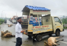 Korba News: दर्री में 17 गौवंश हादसे की चपेट में, आक्रोशित गौसेवकों ने किया चक्काजाम; CSP की समझाइश पर खुला रास्ता